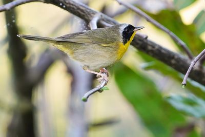 Male common yellowthroat