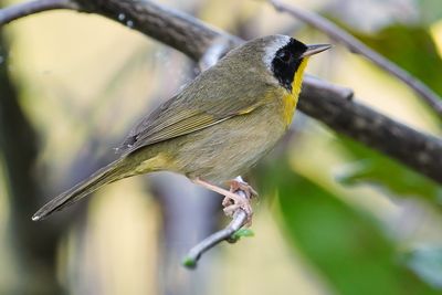Male common yellowthroat
