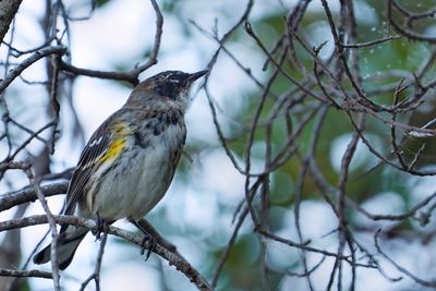 Yellow-rumped warbler