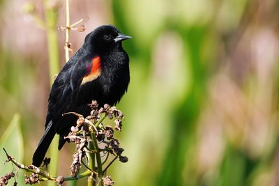 Male red-winged blackbird