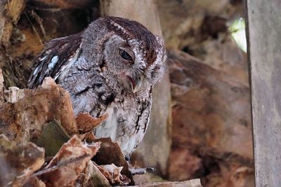 Eastern screech owl