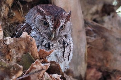 Eastern screech owl