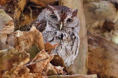 Eastern screech owl