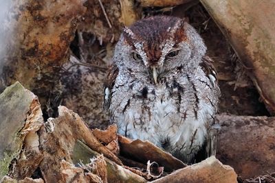 Eastern screech owl