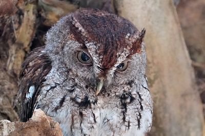 Eastern screech owl