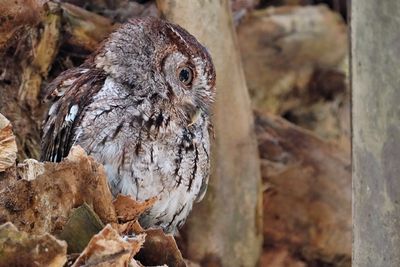 Eastern screech owl