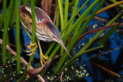 Least bittern