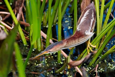 Least bittern