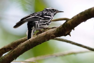 Black and white warbler