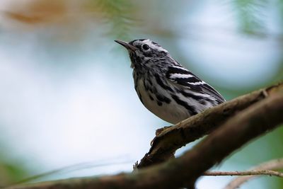 Black and white warbler