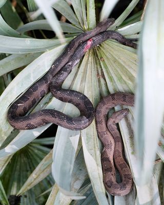 Pair of brown water snakes - one with injuries