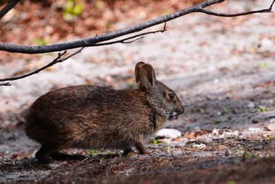 Marsh rabbit