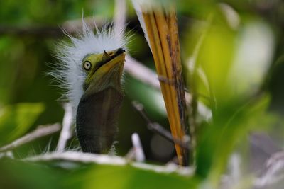 Great egret chick fresh out of the egg