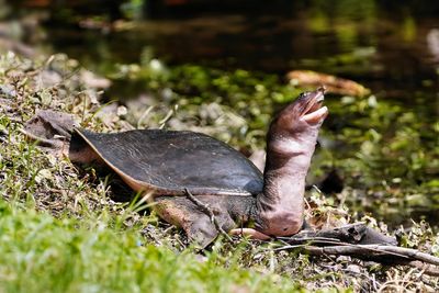Florida softshell turtle sunbathing