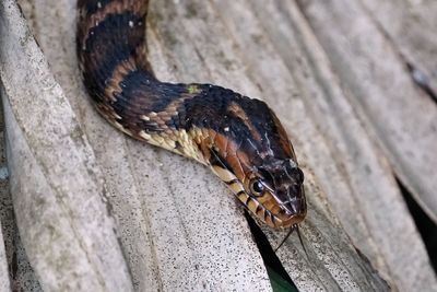 Banded water snake