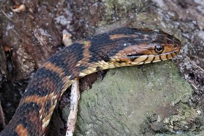 Banded water snake closeup