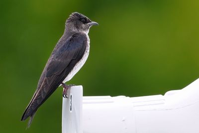 Female purple martin
