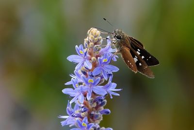 Three-spotted skipper moth
