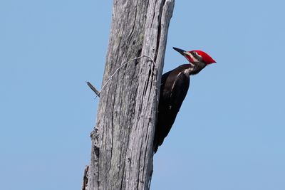 Male pileated woodpecker