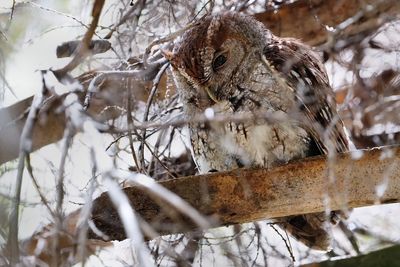 Eastern screech owl