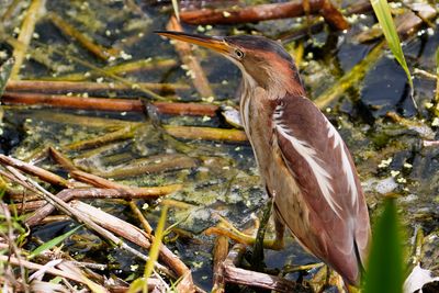 Least bittern
