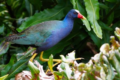 Purple gallinule