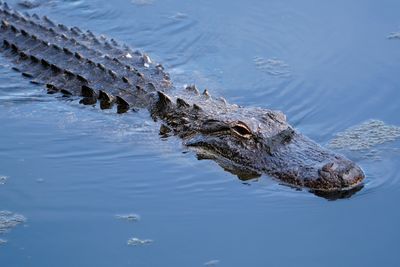 Alligator