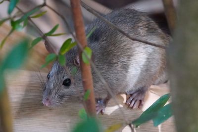 Wood rat
