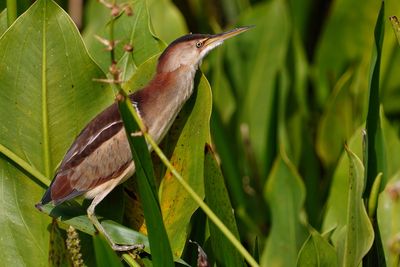 Least bittern