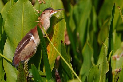 Least bittern