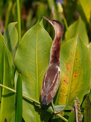 Least bittern