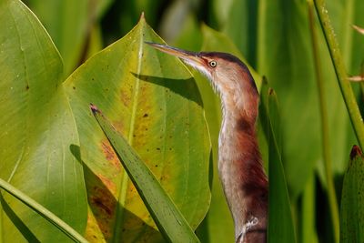 Least bittern