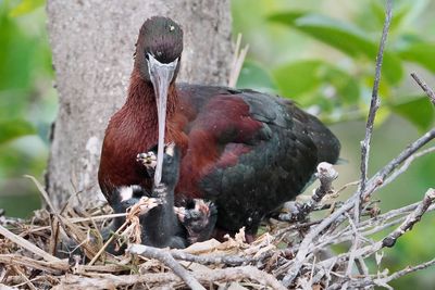 Glossy ibis with her chicks