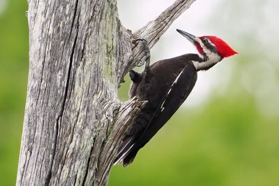 Male pileated woodpecker