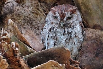 Male eastern screech owl
