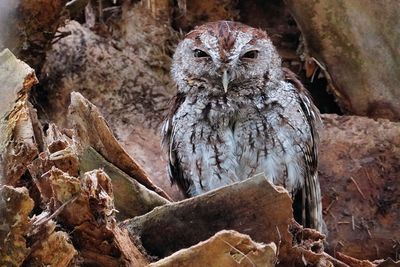 Male eastern screech owl