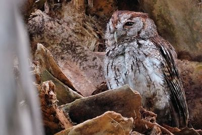 Male eastern screech owl
