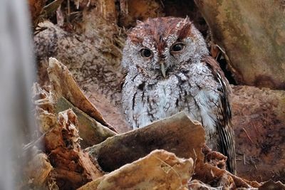 Male eastern screech owl