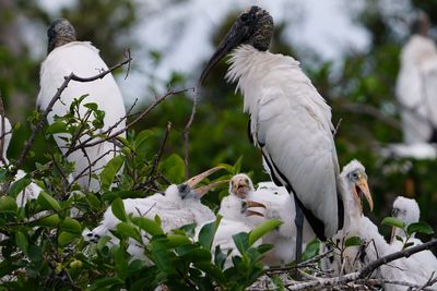 Wood storks and lots of chicks