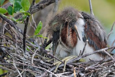 Tricolored heron chicks close together