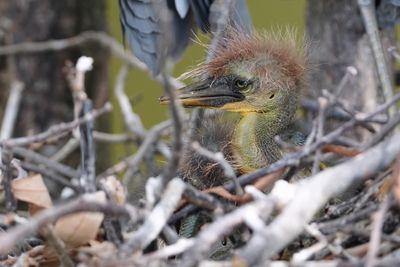 Tricolored heron chick