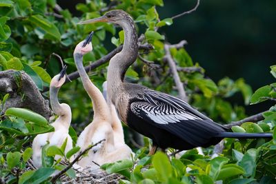 Anhinga chicks and mother