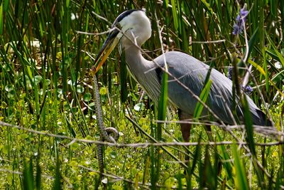 Great blue heron with a water snake