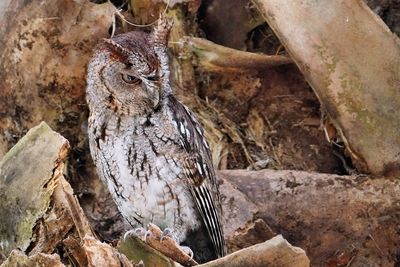 Angry eastern screech owl