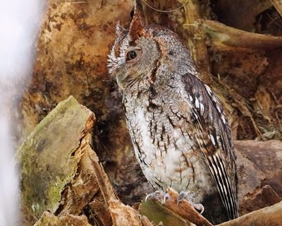 Angry eastern screech owl
