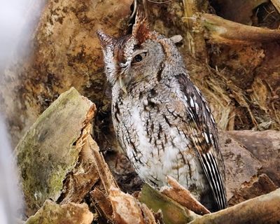 Angry eastern screech owl