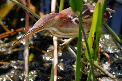 Least bittern