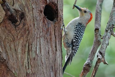 Red-bellied woodpecker ready to lay eggs