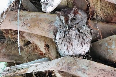 Eastern screech owl
