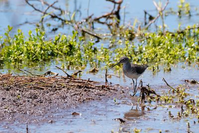 Spotted sandpiper